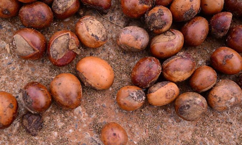 The journey of shea butter