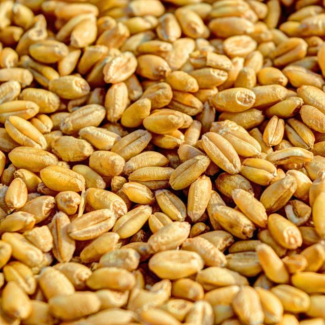 Dry Food